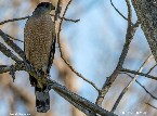 Cooper's Hawk - 